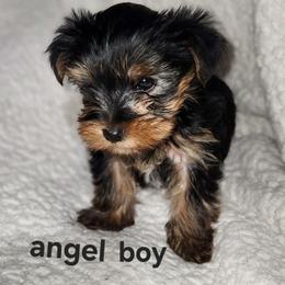 KA boy - Blue and gold male Yorkshire Terrier puppy in Alburnett, Iowa from Hobbs Shire Yorkies