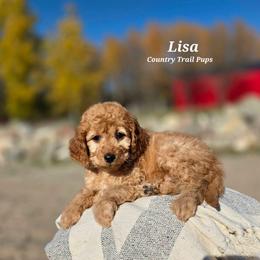Goldendoodle and Poodle Puppies from Country Trail Pups