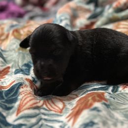 Jet - Black tri male Toy Australian Shepherd puppy in Milton Freewater, Oregon from Sparkling Cross Toy & Mini Aussies