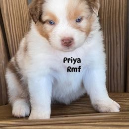 Priya - Red merle female Australian Shepherd puppy in Magee, Mississippi from Paint ByNumbers Ranch