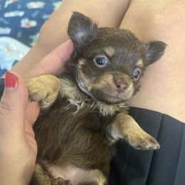 Lotus - Chocolate female Chihuahua puppy in Washington, Washington, D.C. from Maria's Chihuahuas