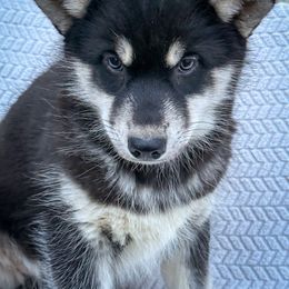 Koda - Black and white female Siberian Husky puppy in Grant City, Missouri from Timberline Paws