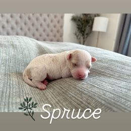Cavapoo Puppies from Micro Cavapoos