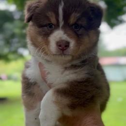 Gale - Red tri-color female Australian Shepherd puppy in Morrow, Ohio from OakHaven Acres Aussies