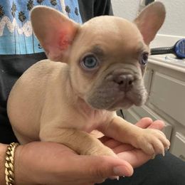 French Bulldogs from Unrivaled Kennels Inc.