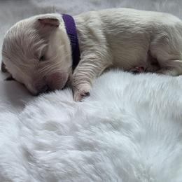 Baby Girl Purple - Light golden female Golden Retriever puppy in Clarksville, Tennessee from 255 Goldens