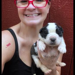 Pink Collar - Mahogany and white female Saint Bernard puppy in New Philadelphia, Ohio from Fletchers Saints