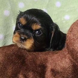 Treacle - Black and tan female Cavalier King Charles Spaniel puppy in Winthrop, New York from McMahon's Cavalier King Charles Spaniels