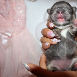 French Bulldog Puppies from Floofie Frenchies