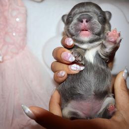 French Bulldog Puppies from Floofie Frenchies