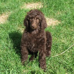 Poodle Puppies from Big Sky Poodles