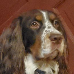 Harry - English Springer Spaniel