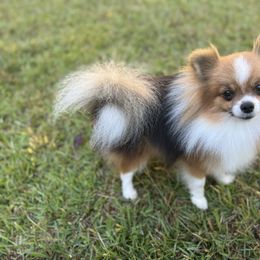 Duchess - Pomeranian