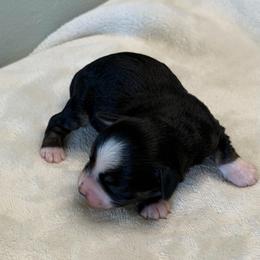 Alice - Black female Miniature Schnauzer puppy in Brundidge, Alabama from Deez Pups Magnificent Schnauzers