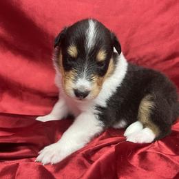 Ki Ki - Black white and tan female Collie puppy in Groveland, Florida from Palmhaven Collies