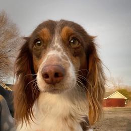 Legend - Dachshund