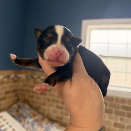 Rainbow - Black tri female Miniature Australian Shepherd puppy in Buchanan, Georgia from Stanleyville Farm Mini Aussies