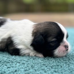 Girl 2 - Tricolor Shih Tzu puppy in Mobile, Alabama from FluffyTail Shih Tzu