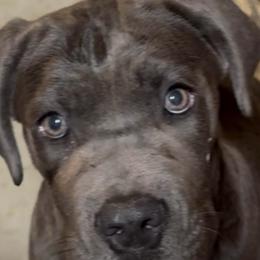 Girl 3 - Gray female Cane Corso puppy in Granbury, Texas from Revolutions Kennel