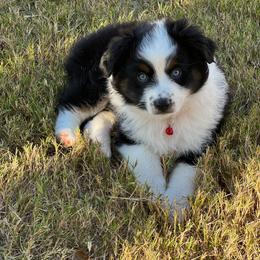 Aussiedoodle and Miniature American Shepherd Puppies from Lori Davis