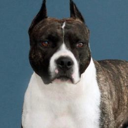 American Staffordshire Terriers from Carolyn's Pups