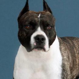 American Staffordshire Terriers from Carolyn's Pups