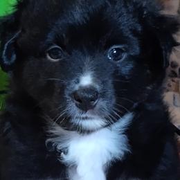 STAR - Black tri female Miniature Australian Shepherd puppy in Charlotte, North Carolina from Dave's Mini Aussies