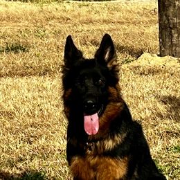 Iris - German Shepherd