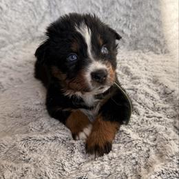 Carol - Black tri-color female Australian Shepherd puppy in Atkinson, Illinois from Diamond Ridge Aussies