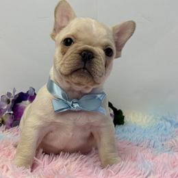 Dachshunds and French Bulldogs from Ooh La La Doxies