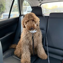 Leyla - Goldendoodle