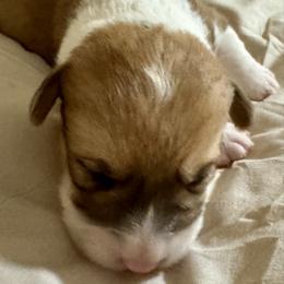 Sissy - Red female Pembroke Welsh Corgi puppy in Brashear, Texas from Sherwood Acres Pembrokes