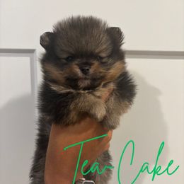 Finn - Orange sable male Pomeranian puppy in Eastover, North Carolina from Tea-Cake Pomeranians of The Carolinas