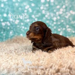 Pecan Pie - Chocolate and tan male Dachshund puppy in Rainier, Oregon from Doxies in Wonderland