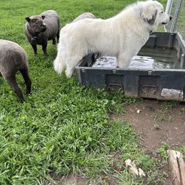 Great Pyrenees All Grown Up from McCarthy Ranchette