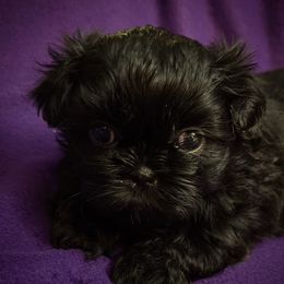 Roxy - Black female Shih Tzu puppy in North Central Oregon, Oregon from T-Amore Shih Tzu