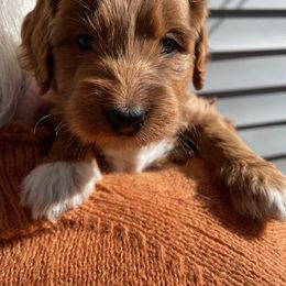 Belle Starr - Apricot female Goldendoodle puppy in Idaho Springs, Colorado from Coppers Mountain Goldendoodles