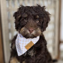 Hoppy - Phantom male Goldendoodle puppy in Decatur, Tennessee from Diamond's Doodles
