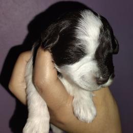 Liver parti girl - Parti female Miniature Schnauzer puppy in Florida from Central Florida Schnauzers