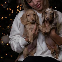 Dachshund Puppies from Dollhouse Doxies