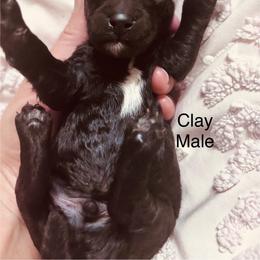 Clay - Black male Poodle puppy in Woodleaf, North Carolina from Circle T Ranch K9s