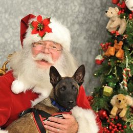 Belgian Malinois, Labrador Retriever, and Shetland Sheepdog Puppies from StoneFox