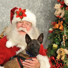 Belgian Malinois, Labrador Retriever, and Shetland Sheepdog Puppies from StoneFox