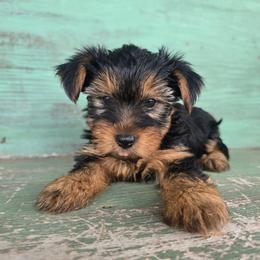 Macy - Black and tan female Yorkshire Terrier puppy in Mountain Grove, Missouri from Precious Puppies