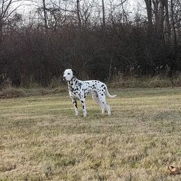 Chip - Dalmatian