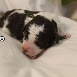 Bernedoodle, Cavapoo, and Poodle Puppies from Liberty Farms Puppies