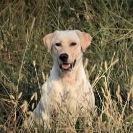 Joy - Labrador Retriever