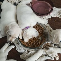 Labrador Retriever Puppies from A.L. English Labradors