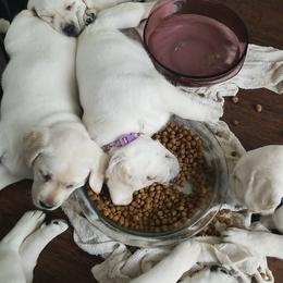 Labrador Retriever Puppies from A.L. English Labradors