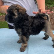 Lowchen Puppies from Ashford Kennel